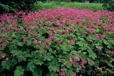 Balkan-Storchschnabel Geranium macrorrhizum 'Bevan's Variety' 5-10 Topf 9x9 cm (P9)