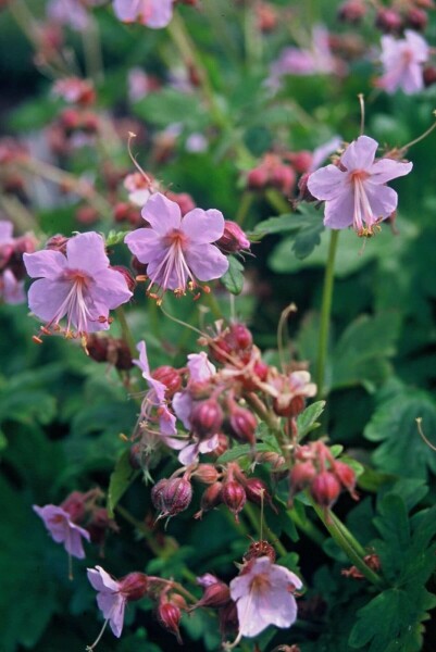 Balkan-Storchschnabel Geranium macrorrhizum 'Ingwersen's Variety' 5-10 Topf 9x9 cm (P9) Geranium macrorrhizum 'Ingwersen's Variety'