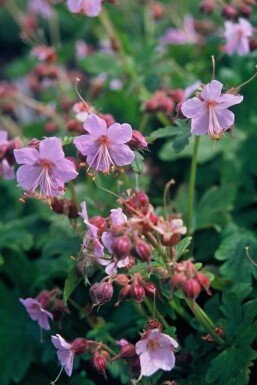 Balkan-Storchschnabel Geranium macrorrhizum 'Ingwersen's Variety' 5-10 Topf 9x9 cm (P9) Geranium macrorrhizum 'Ingwersen's Variety'