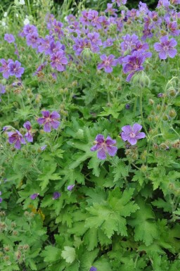 Geranium magnificum