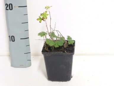 Blut-Storchschnabel Geranium sanguineum 5-10 Topf 9x9 cm (P9)