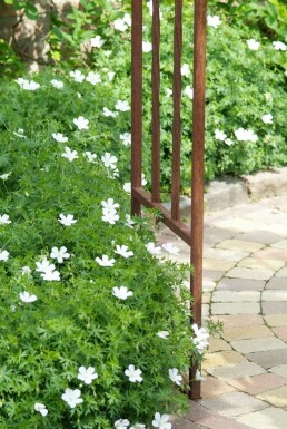 Blut-Storchschnabel Geranium sanguineum 'Album' 10-15 Topf 2 ltr. (C2) Geranium sanguineum 'Album'