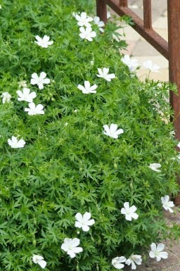 Blut-Storchschnabel Geranium sanguineum 'Album' 5-10 Topf 9x9 cm (P9)