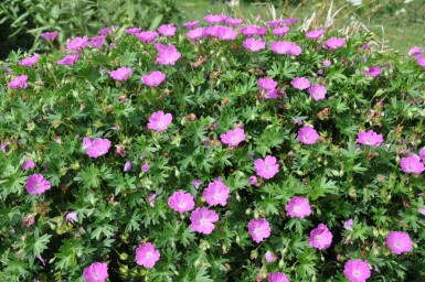 Garten-Blut-Storchschnabel Geranium sanguineum 'Max Frei' 5-10 Topf 9x9 cm (P9)