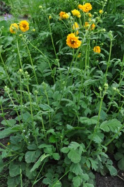 Nelkenwurz Geum chiloense 'Lady Stratheden' 5-10 Topf 9x9 cm (P9) Geum chiloense 'Lady Stratheden'