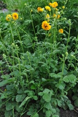 Nelkenwurz Geum chiloense 'Lady Stratheden' 5-10 Topf 9x9 cm (P9)