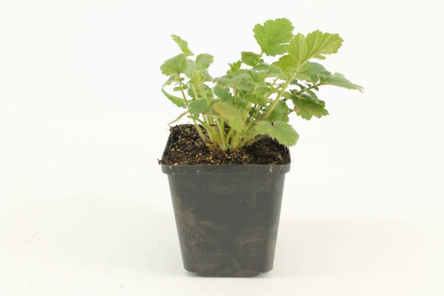 Nelkenwurz Geum chiloense 'Lady Stratheden' 5-10 Topf 9x9 cm (P9) Geum chiloense 'Lady Stratheden'