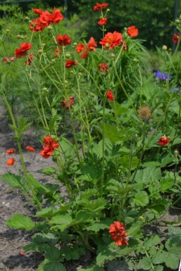 Geum chiloense 'Mrs Bradshaw'