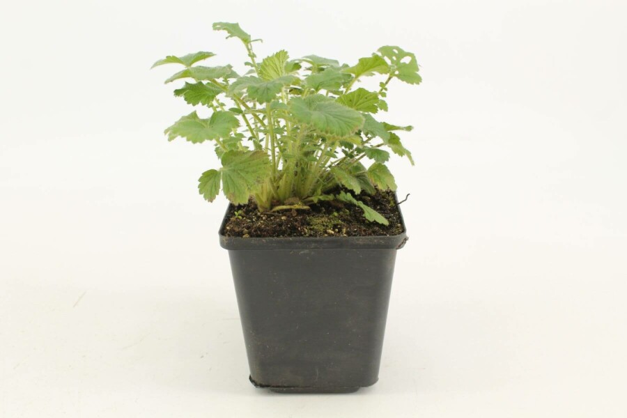 Garten-Nelkenwurz Geum chiloense 'Mrs Bradshaw' 5-10 Topf 9x9 cm (P9) Geum chiloense 'Mrs Bradshaw'