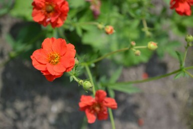 Garten-Nelkenwurz Geum chiloense 'Mrs Bradshaw' 5-10 Topf 9x9 cm (P9) Geum chiloense 'Mrs Bradshaw'