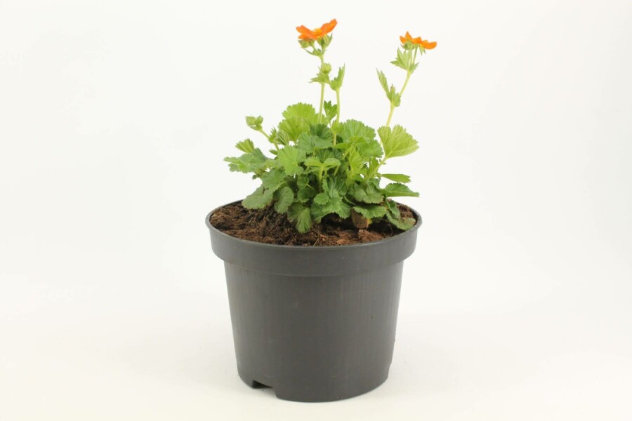 Nelkenwurz Geum coccineum 'Borisii' 10-15 Topf 2 ltr. (C2) Geum coccineum 'Borisii'