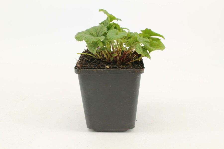 Nelkenwurz Geum coccineum 'Borisii' 5-10 Topf 9x9 cm (P9) Geum coccineum 'Borisii'