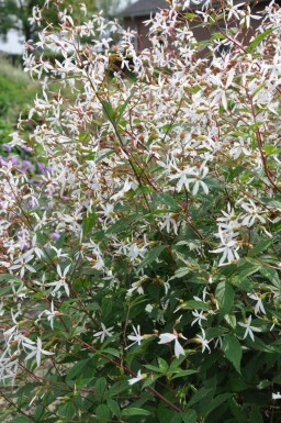 Dreiblattspiere Gillenia trifoliata 5-10 Topf 9x9 cm (P9) Gillenia trifoliata