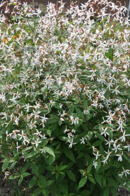 Dreiblattspiere Gillenia trifoliata 5-10 Topf 9x9 cm (P9) Gillenia trifoliata