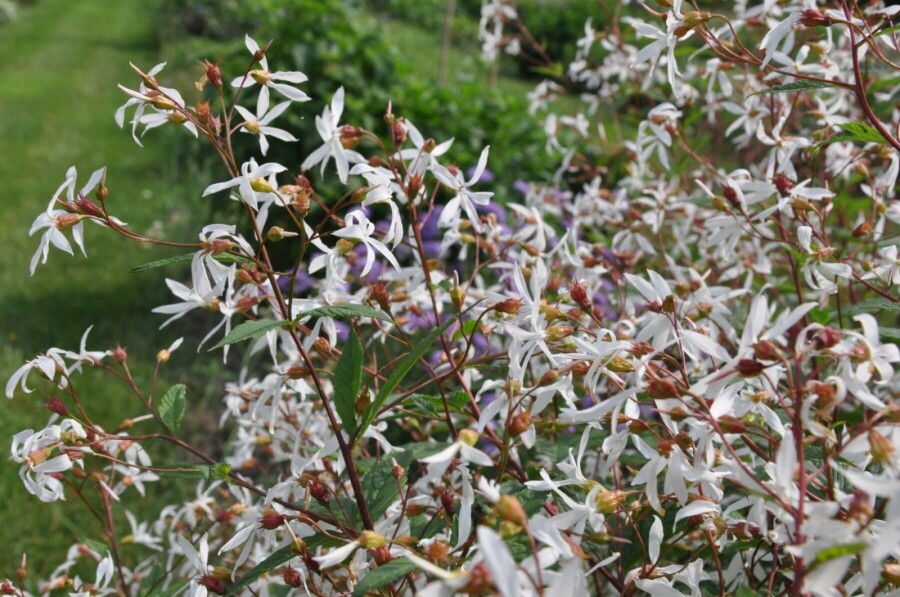 Dreiblattspiere Gillenia trifoliata 5-10 Topf 9x9 cm (P9) Gillenia trifoliata