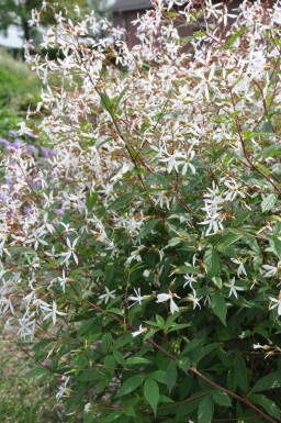 Dreiblattspiere Gillenia trifoliata 5-10 Topf 9x9 cm (P9) Gillenia trifoliata