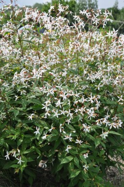 Dreiblattspiere Gillenia trifoliata 5-10 Topf 9x9 cm (P9) Gillenia trifoliata