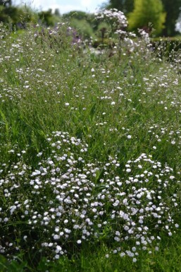 Kriechendes Schleierkraut Gypsophila paniculata 'Rosenschleier' 5-10 Topf 9x9 cm (P9)