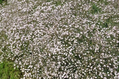 Kriechendes Schleierkraut Gypsophila paniculata 'Rosenschleier' 5-10 Topf 9x9 cm (P9)