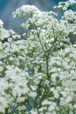 Schleierkraut Gypsophila paniculata 'Schneeflocke' 5-10 Topf 9x9 cm (P9)