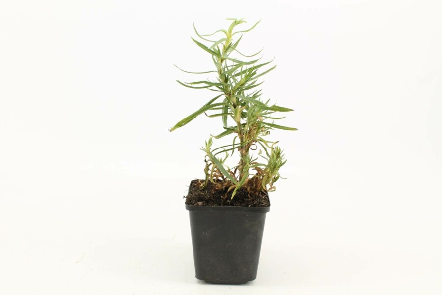 Schleierkraut Gypsophila paniculata 'Schneeflocke' 5-10 Topf 9x9 cm (P9) Gypsophila paniculata 'Schneeflocke'