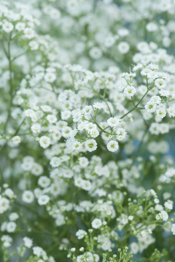 Schleierkraut Gypsophila paniculata 'Schneeflocke' 5-10 Topf 9x9 cm (P9) Gypsophila paniculata 'Schneeflocke'