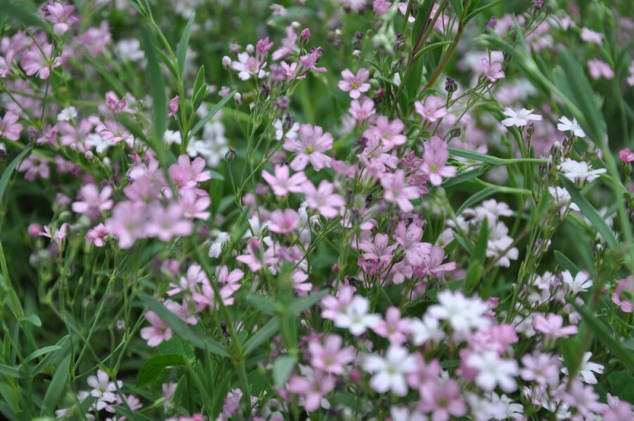 Garten-Schleierkraut Gypsophila repens 'Rosea' 5-10 Topf 9x9 cm (P9) Gypsophila repens 'Rosea'