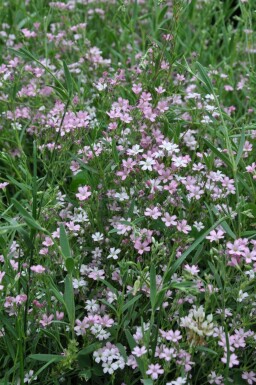 Garten-Schleierkraut Gypsophila repens 'Rosea' 5-10 Topf 9x9 cm (P9)