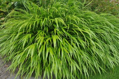 Japan-Berggras Hakonechloa macra 10-15 Topf 2 ltr. (C2) Hakonechloa macra