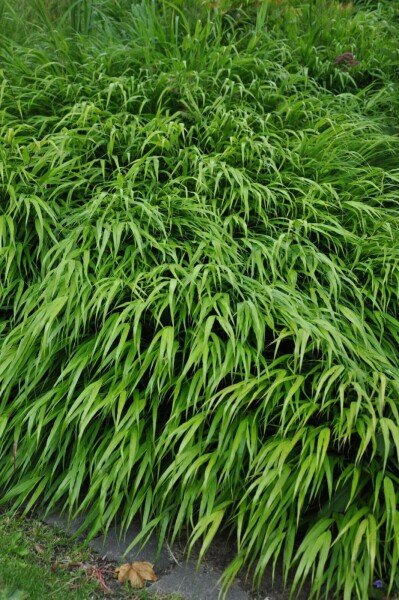 Japan-Berggras Hakonechloa macra 5-10 Topf 9x9 cm (P9) Hakonechloa macra