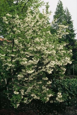 Schneeglöckchenbaum Halesia carolina Strauch 20-30 Topf 3 ltr. (C3)
