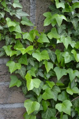 Gemeiner Efeu Hedera helix 5-10 Topf 9x9 cm (P9) Efeu / Gemeiner Efeu Hedera Helix P9 5-10 cm