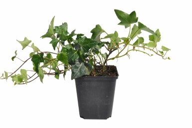 Gemeiner Efeu Hedera helix 5-10 Topf 9x9 cm (P9) Efeu / Gemeiner Efeu Hedera Helix P9 5-10 cm