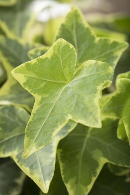 Gelbbunter Efeu Hedera helix 'Goldchild' 5-10 Topf 9x9 cm (P9) Hedera helix 'Goldchild'