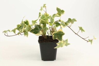 Gelbbunter Efeu Hedera helix 'Goldchild' 5-10 Topf 9x9 cm (P9)