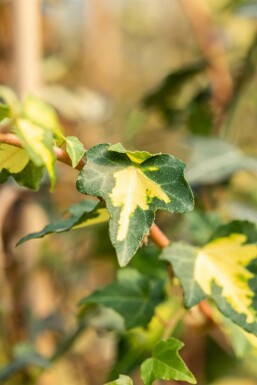 Efeu Hedera helix 'Goldheart' 5-10 Topf 9x9 cm (P9) Hedera helix 'Goldheart'
