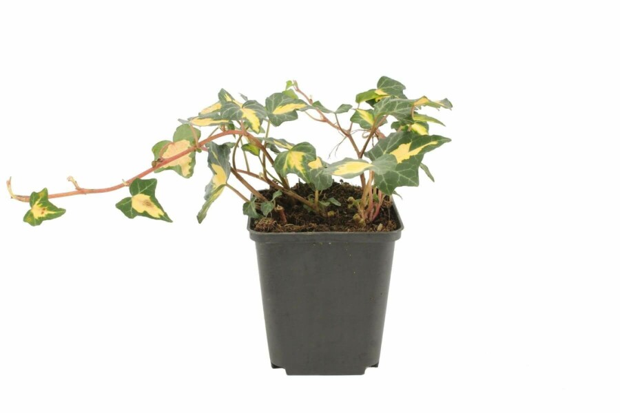 Efeu Hedera helix 'Goldheart' 5-10 Topf 9x9 cm (P9) Hedera helix 'Goldheart'