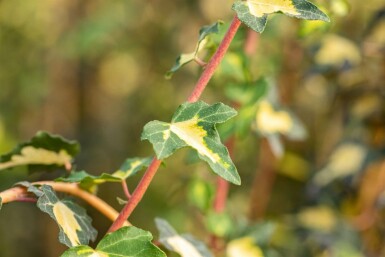 Efeu Hedera helix 'Goldheart' 5-10 Topf 9x9 cm (P9)