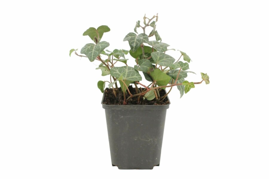 Efeu Hedera helix 'Plattensee' 5-10 Topf 9x9 cm (P9) Hedera helix 'Plattensee'