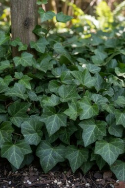 Efeu Hedera helix 'Woerner' 5-10 Topf 9x9 cm (P9) Hedera helix 'Woerner'