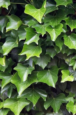 Irischer Efeu Hedera hibernica 5-10 Topf 9x9 cm (P9)