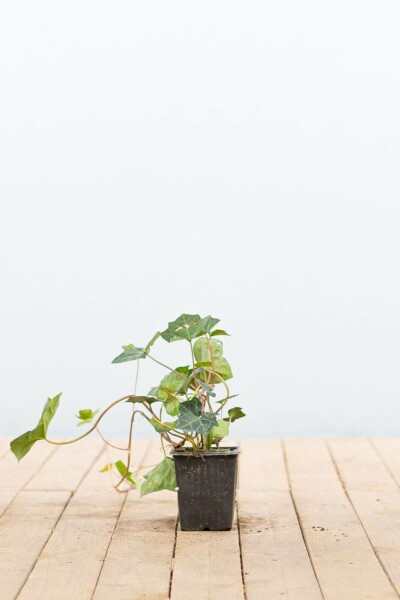 Efeu / Irischer Efeu Hedera Hibernica P9 5-10 cm