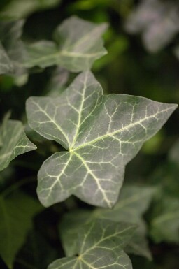 Irischer Efeu Hedera hibernica 40-60 Topf 9x9 cm (P9) gestokt Efeu / Irischer Efeu Hedera Hibernica P9 40-60 cm