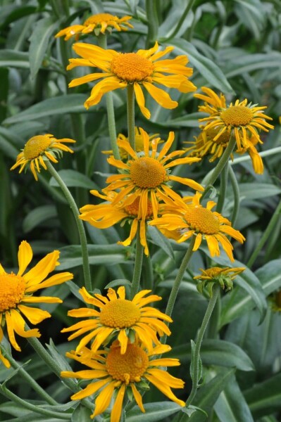 Frühsommer Sonnenbraut Helenium hoopesii 5-10 Topf 9x9 cm (P9) Helenium hoopesii