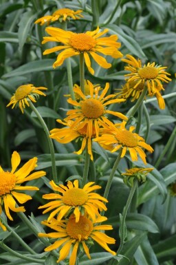 Frühsommer Sonnenbraut Helenium hoopesii 5-10 Topf 9x9 cm (P9)