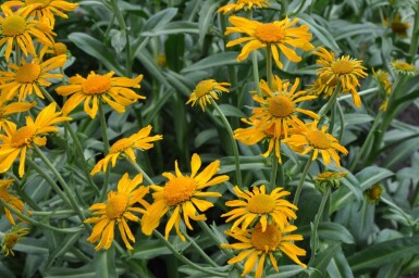 Frühsommer Sonnenbraut Helenium hoopesii 5-10 Topf 9x9 cm (P9) Helenium hoopesii