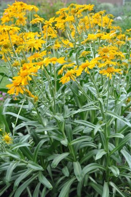 Frühsommer Sonnenbraut Helenium hoopesii 5-10 Topf 9x9 cm (P9) Helenium hoopesii