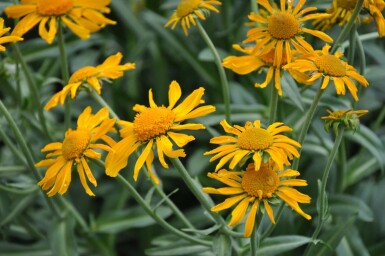 Frühsommer Sonnenbraut Helenium hoopesii 5-10 Topf 9x9 cm (P9) Helenium hoopesii