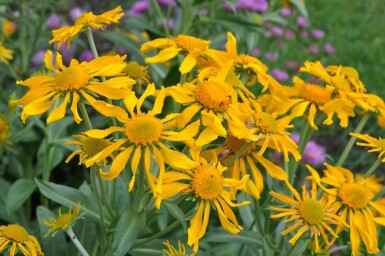 Frühsommer Sonnenbraut Helenium hoopesii 5-10 Topf 9x9 cm (P9)