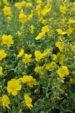 Sonnenröschen Helianthemum 'Golden Queen' 5-10 Topf 9x9 cm (P9) Helianthemum 'Golden Queen'